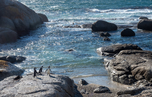 <h1>AFRICAN PENGUINS AT BOULDERS BEACH IN SIMON’S TOWN</h1>